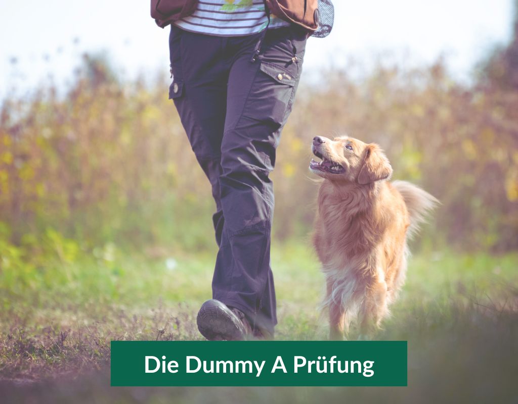 Dummyprüfung