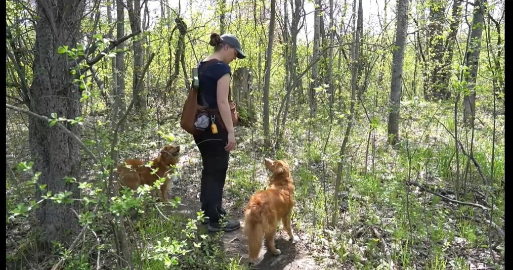 Der Abendteuerspaziergang wird deinem Hund gefallen! Ihr beiden erkundet zusammen die Welt und gleichzeitig förderst du damit die Geländehärte deines Welpen.