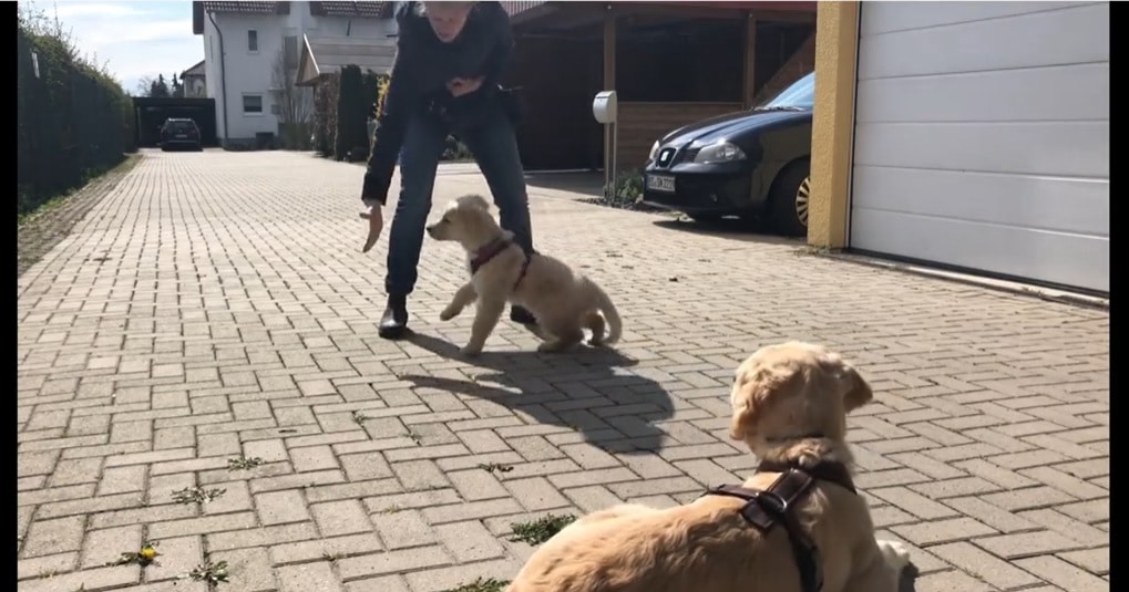 Du lernst das Handtarget einzusetzen, sodass dein Hund die Abgabe in die Hand keine Baustelle wird.